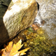 Illustration for article titled Shooting Challenge Fall Leaves Gallery 5